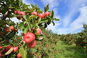 apple picking