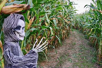 corn maze