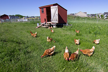 spring-chickens spring chickens